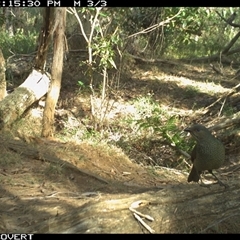 Ptilonorhynchus violaceus at Oakdale, NSW - suppressed