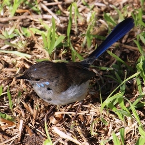 Malurus cyaneus at Ulladulla, NSW - 16 Jun 2025 by Jennybach