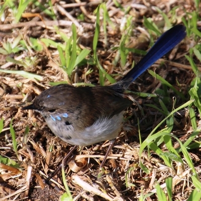 Malurus cyaneus at Ulladulla, NSW - 16 Jun 2025 by Jennybach