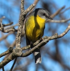 Eopsaltria australis (Eastern Yellow Robin) at Ulladulla, NSW - 16 Jun 2025 by Jennybach