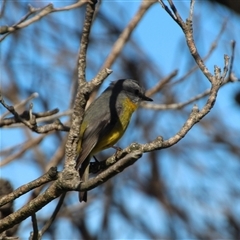 Eopsaltria australis at Ulladulla, NSW - 16 Jun 2025 02:05 PM