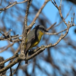 Eopsaltria australis at Ulladulla, NSW - 16 Jun 2025 02:05 PM