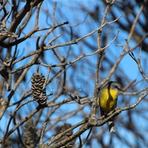 Eopsaltria australis at Ulladulla, NSW - 16 Jun 2025 02:05 PM