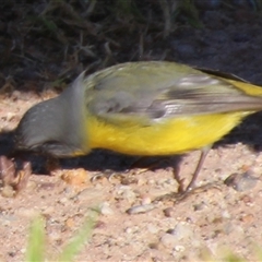 Eopsaltria australis at Ulladulla, NSW - 16 Jun 2025 02:05 PM