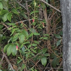 Correa reflexa at Ulladulla, NSW - 10 Jun 2025 03:13 PM