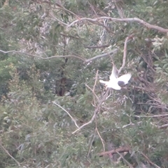 Elanus axillaris at Caparra, NSW - 27 Jun 2025 by maznee