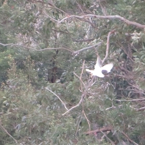 Elanus axillaris at Caparra, NSW - Yesterday by maznee
