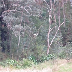 Elanus axillaris at Caparra, NSW - 27 Jun 2025 04:10 PM