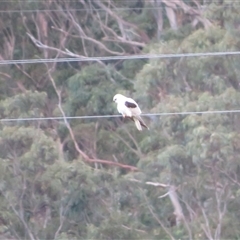 Elanus axillaris at Caparra, NSW - 27 Jun 2025 04:10 PM