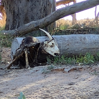 Capra hircus at Anabranch South, NSW - Today by MB