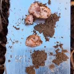 Unverified Truffle at Latham, ACT - Yesterday by Caric