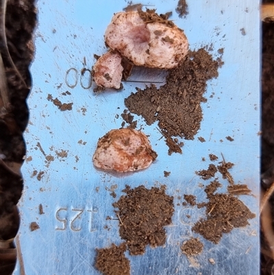 Unverified Truffle at Latham, ACT - Yesterday by Caric