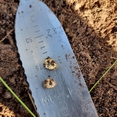 Unverified Truffle at Latham, ACT - Yesterday by Caric