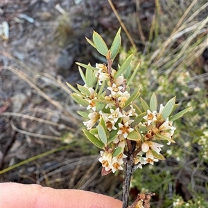 Lissanthe strigosa subsp. subulata at Acton, ACT - Yesterday by LeahColebrook