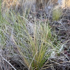Unverified Grass at Acton, ACT - Today by LeahColebrook