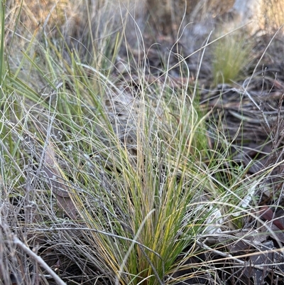 Unverified Grass at Acton, ACT - Today by LeahColebrook