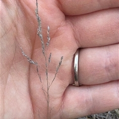 Poa sieberiana at Acton, ACT - 27 Jun 2025 12:06 PM