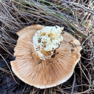 Unverified Fungus at Acton, ACT - Today by LeahColebrook