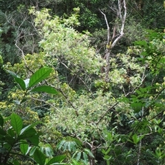 Pullea stutzeri at Syndicate, QLD - 27 Jan 2024 by JasonPStewartNMsnc2016