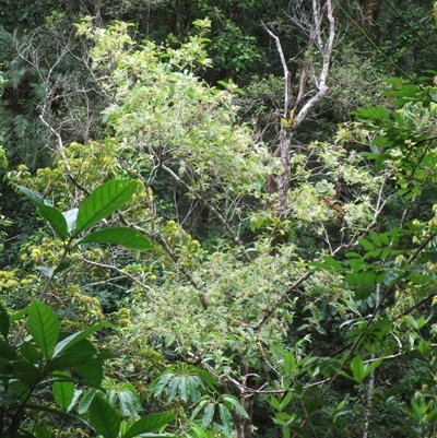 Pullea stutzeri at Syndicate, QLD - 27 Jan 2024 by JasonPStewartNMsnc2016