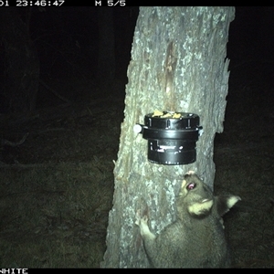 Trichosurus vulpecula (Common Brushtail Possum) at Crowther, NSW - 1 Apr 2025 by Frecko