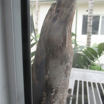 Podargus papuensis (Papuan Frogmouth) by JasonPStewartNMsnc2016