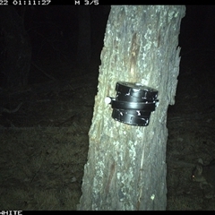 Trichosurus vulpecula (Common Brushtail Possum) at Crowther, NSW - 22 Apr 2025 by Frecko