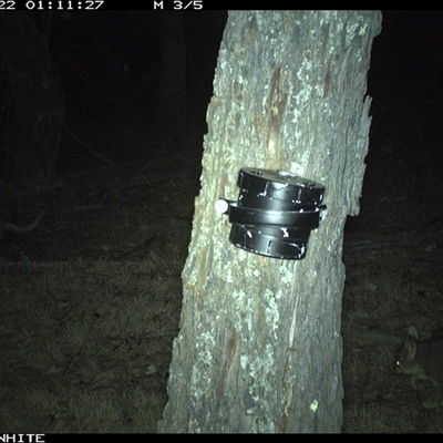 Trichosurus vulpecula (Common Brushtail Possum) at Crowther, NSW - 22 Apr 2025 by Frecko