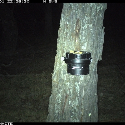 Vombatus ursinus (Bare-nosed Wombat) at Crowther, NSW - 1 Apr 2025 by Frecko