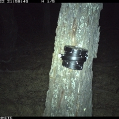Vombatus ursinus (Bare-nosed Wombat) at Crowther, NSW - 22 Apr 2025 by Frecko