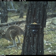 Macropus giganteus (Eastern Grey Kangaroo) at Crowther, NSW - 1 Apr 2025 by Frecko