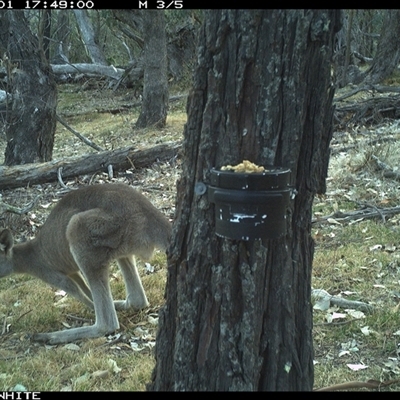 Macropus giganteus (Eastern Grey Kangaroo) at Crowther, NSW - 1 Apr 2025 by Frecko