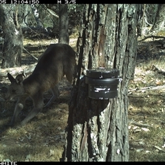 Macropus giganteus (Eastern Grey Kangaroo) at Crowther, NSW - 5 Apr 2025 by Frecko