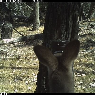 Macropus giganteus (Eastern Grey Kangaroo) at Crowther, NSW - 6 Apr 2025 by Frecko