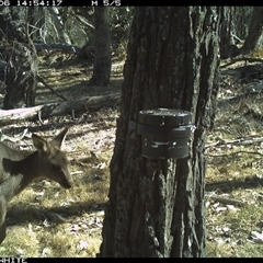 Macropus giganteus (Eastern Grey Kangaroo) at Crowther, NSW - 6 Apr 2025 by Frecko