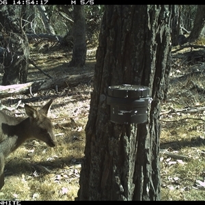 Macropus giganteus (Eastern Grey Kangaroo) at Crowther, NSW - 6 Apr 2025 by Frecko