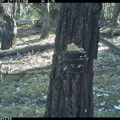 Macropus giganteus (Eastern Grey Kangaroo) at Crowther, NSW - 7 Apr 2025 by Frecko