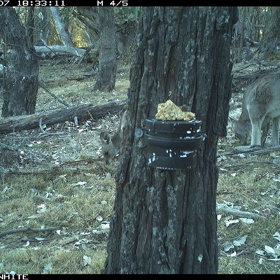 Macropus giganteus (Eastern Grey Kangaroo) at Crowther, NSW - 7 Apr 2025 by Frecko