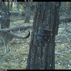 Macropus giganteus (Eastern Grey Kangaroo) at Crowther, NSW - 21 Apr 2025 by Frecko
