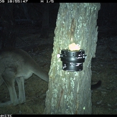 Macropus giganteus (Eastern Grey Kangaroo) at Crowther, NSW - 9 Apr 2025 by Frecko
