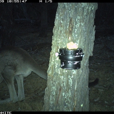 Macropus giganteus (Eastern Grey Kangaroo) at Crowther, NSW - 9 Apr 2025 by Frecko