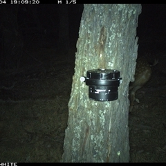 Dama dama at Crowther, NSW - 4 Apr 2025 by Frecko