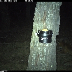 Vulpes vulpes (Red Fox) at Crowther, NSW - 31 Mar 2025 by Frecko