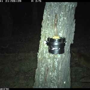 Vulpes vulpes (Red Fox) at Crowther, NSW - 31 Mar 2025 by Frecko