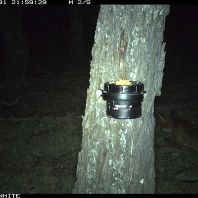 Vulpes vulpes (Red Fox) at Crowther, NSW - 31 Mar 2025 by Frecko