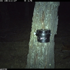 Vulpes vulpes (Red Fox) at Crowther, NSW - 4 Apr 2025 by Frecko