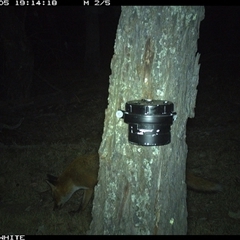 Vulpes vulpes (Red Fox) at Crowther, NSW - 5 Apr 2025 by Frecko