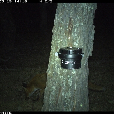 Vulpes vulpes (Red Fox) at Crowther, NSW - 5 Apr 2025 by Frecko