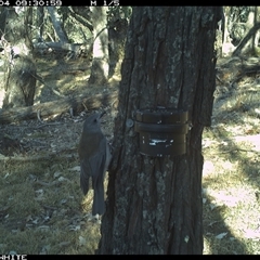 Colluricincla harmonica (Grey Shrikethrush) at Crowther, NSW - 4 Apr 2025 by Frecko