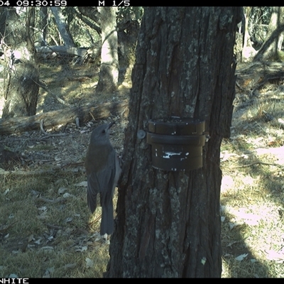 Colluricincla harmonica (Grey Shrikethrush) at Crowther, NSW - 4 Apr 2025 by Frecko